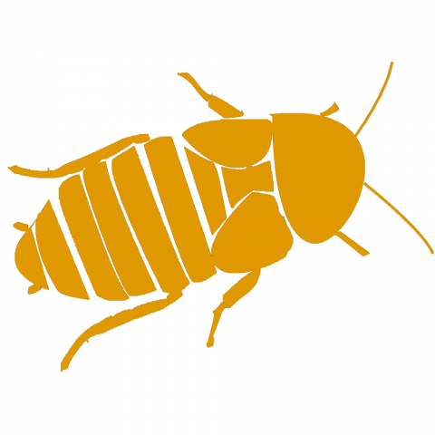Picture of Dubia Roach Care Guide - The Bug Shed