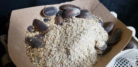Starting a Dubia Roach Colony: Ultimate Setup Guide - The Bug Shed