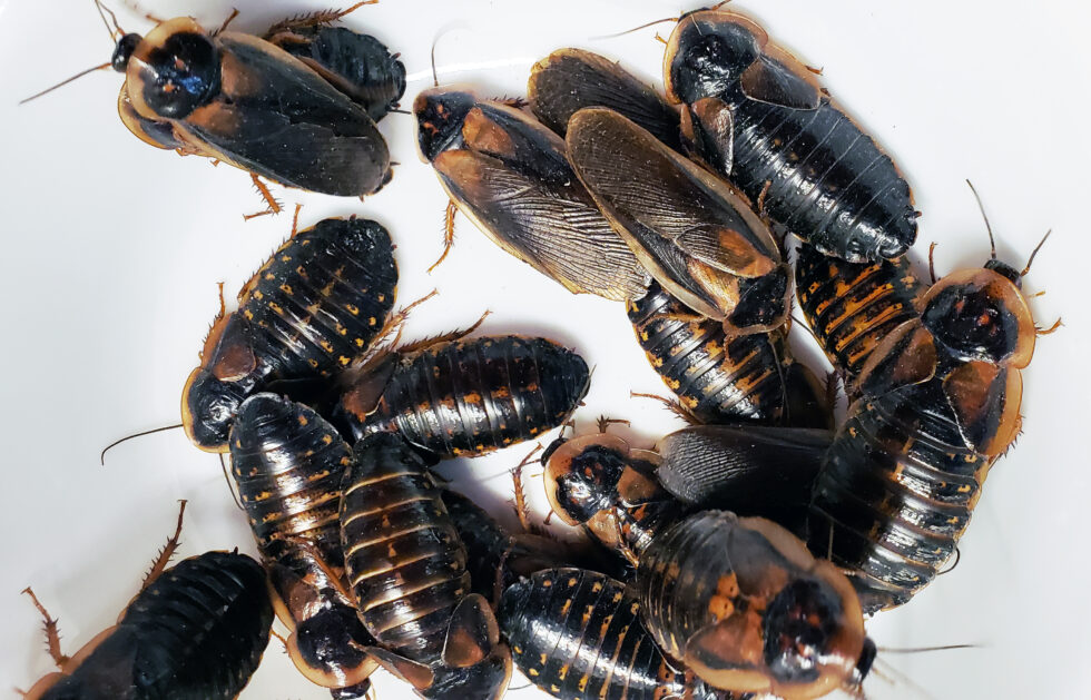 Image showcasing 5 Reasons to Keep a Dubia Roach Starter Colony in 2022 The Bug Shed