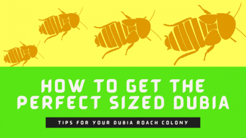 View of Breeding Dubia Roaches: How to Achieve the Perfect Size for Your Pet ...