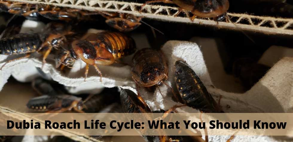 Picture of Dubia Roach Life Cycle: What You Should Know - The Bug Shed