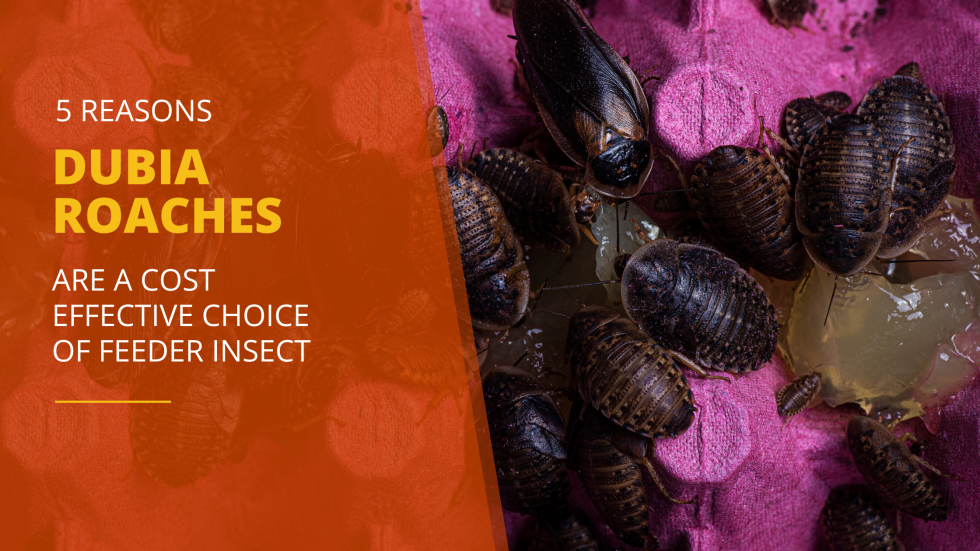 Picture of 5 Reasons Feeding Dubia Roaches is a Cost Effective Way to Feed Your ...