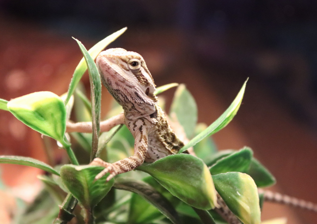Bearded Dragon Stress Marks