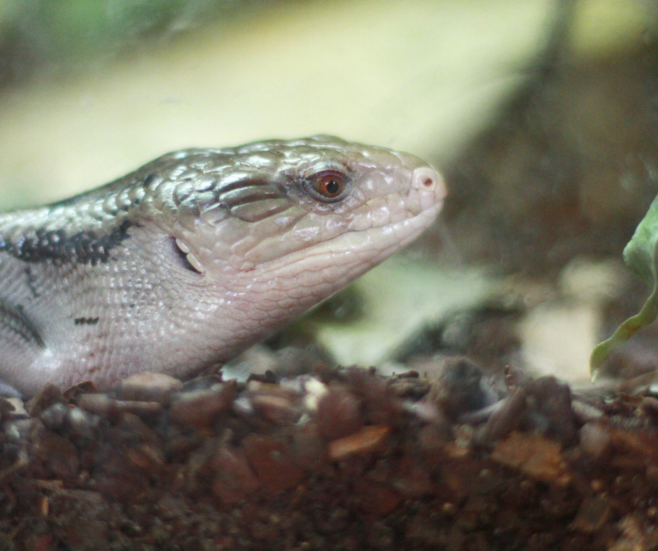 Image showcasing The Great Reptile Substrate Debate: Choosing the Right Bedding for Your ...